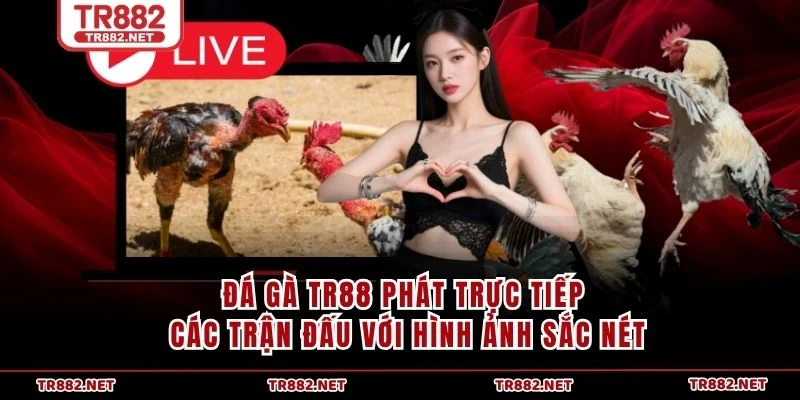 Đá Gà TR88 phát trực tiếp các trận đấu với hình ảnh sắc nét