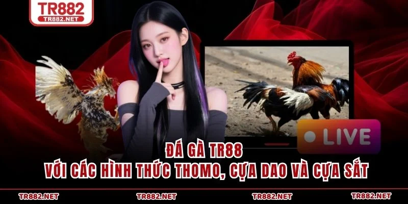 Đá Gà TR88 với các hình thức Thomo, cựa dao và cựa sắt