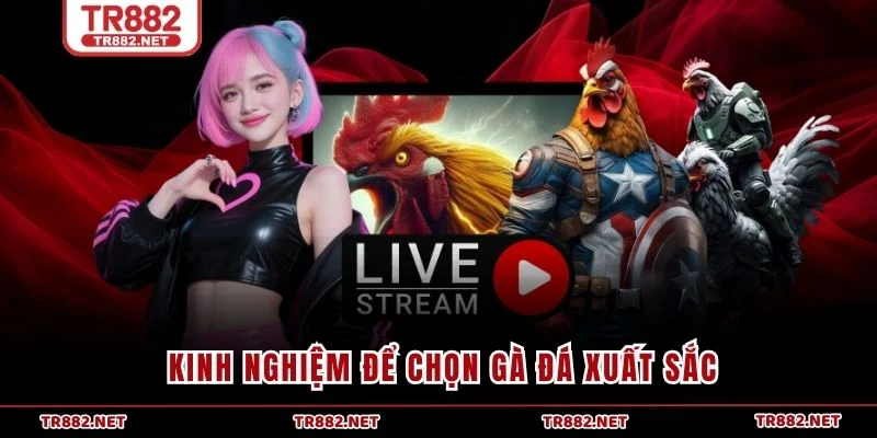 Kinh nghiệm để chọn gà đá xuất sắc